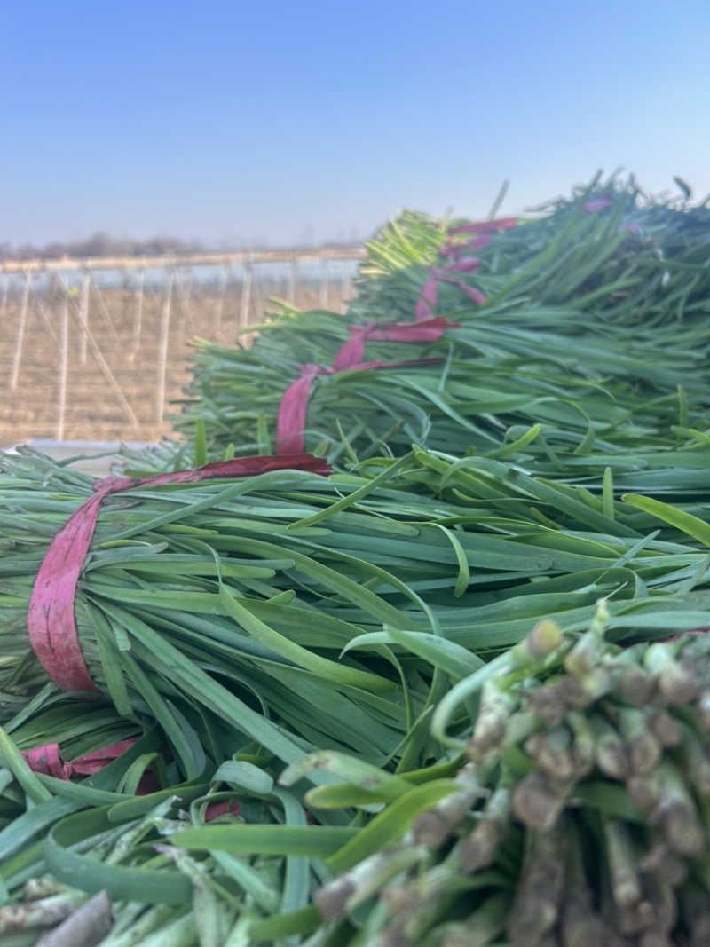 精品韭菜大量有货，基地直发，电商供货。