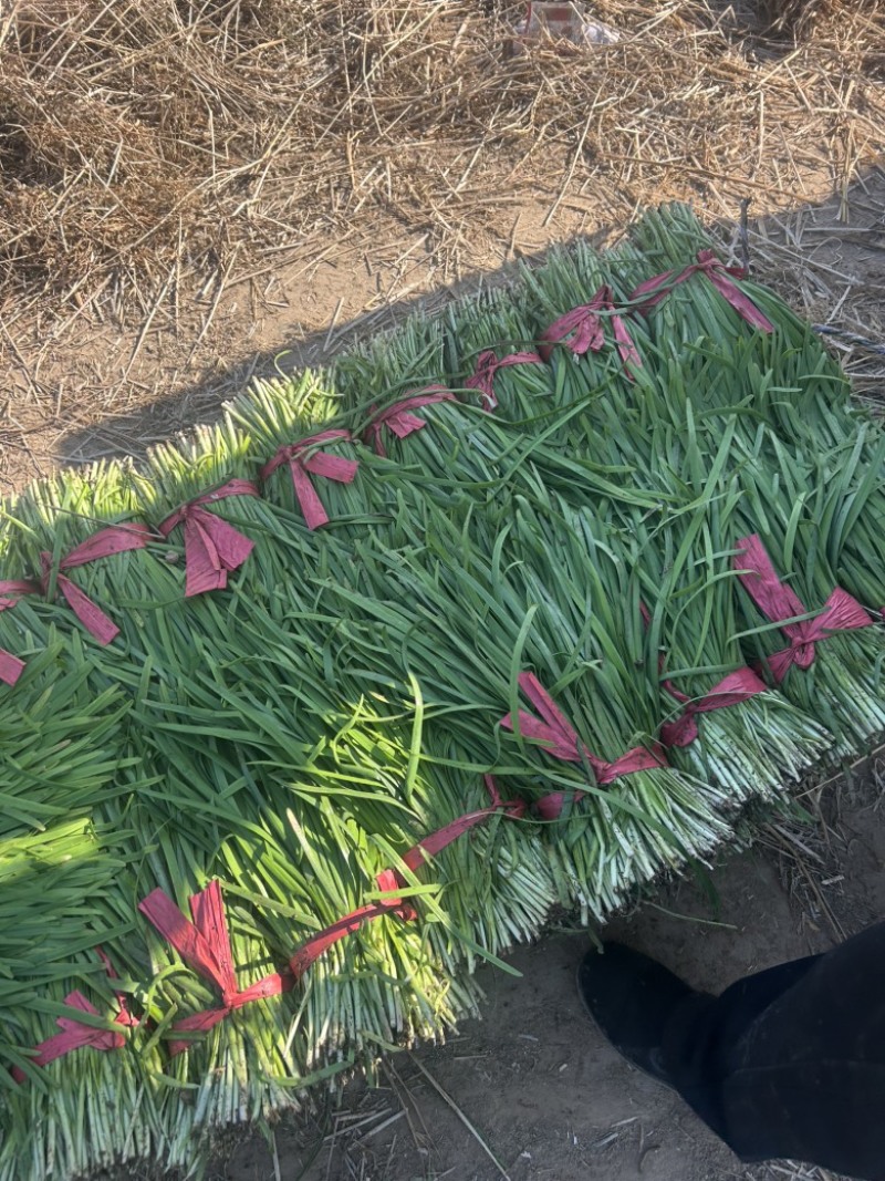 精品韭菜大量有货，基地直发，电商供货。