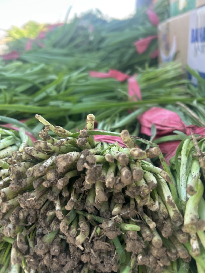 精品韭菜大量有货，基地直发，电商供货。