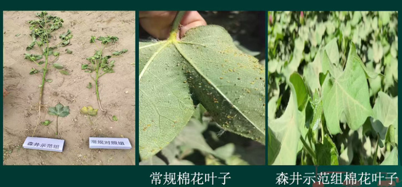 森井微生物水溶肥料欢迎老板随时进店咨询