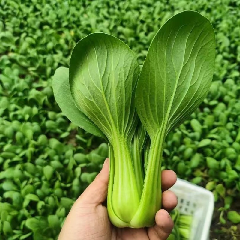 【推荐】曹县上海青/油菜精品叶菜，热门产区源头，欢迎来电