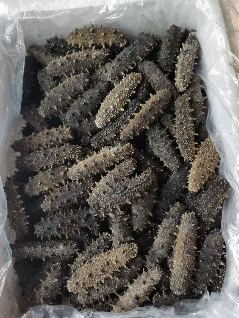 纯淡干辽参，淡干辽参