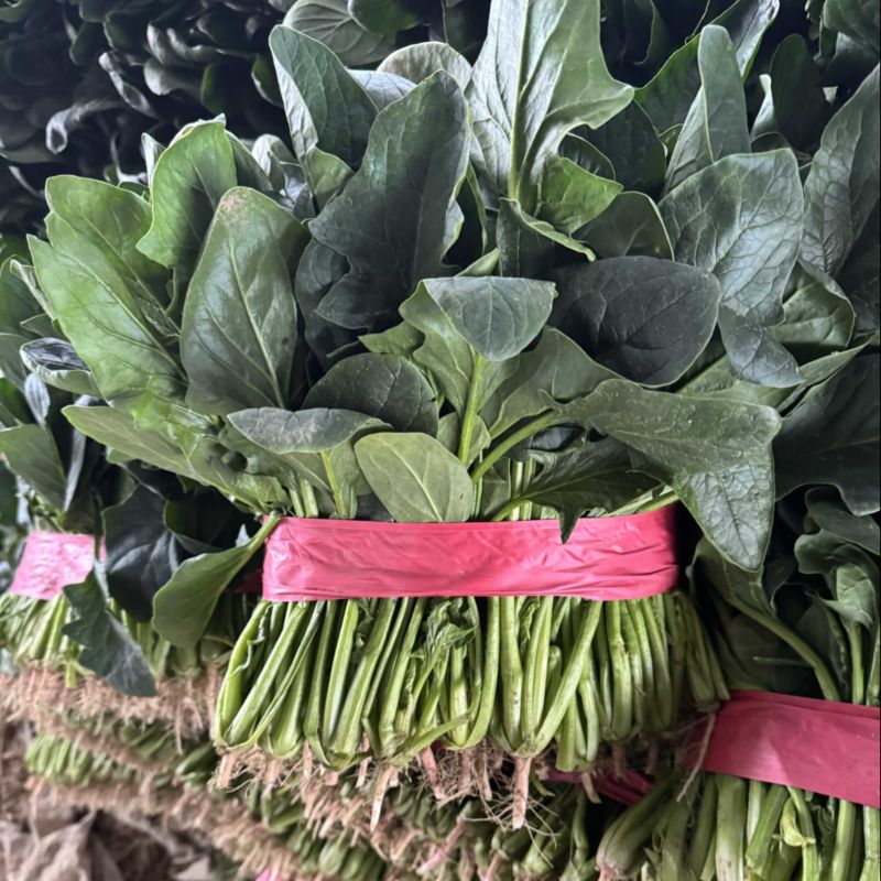 精品菠菜