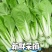 【热门推荐】山东奶白菜小青菜快菜新鲜直供全国，现摘速抢！