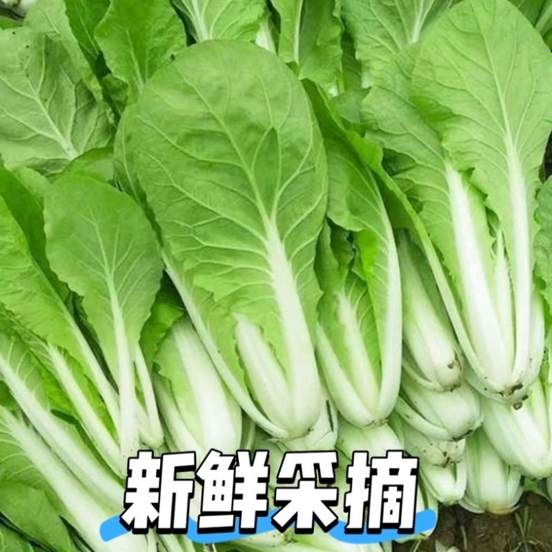 【热门推荐】山东奶白菜小青菜快菜新鲜直供全国，现摘速抢！