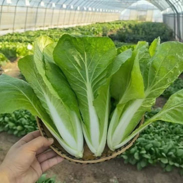 【热门推荐】山东奶白菜小青菜快菜新鲜直供全国，现摘速抢！