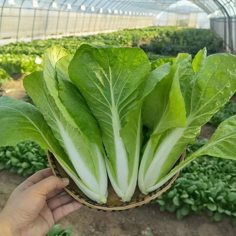 【热门推荐】山东奶白菜小青菜快菜新鲜直供全国，现摘速抢！