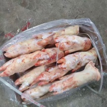 母猪二级猪蹄13个左右