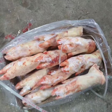 母猪二级猪蹄13个左右