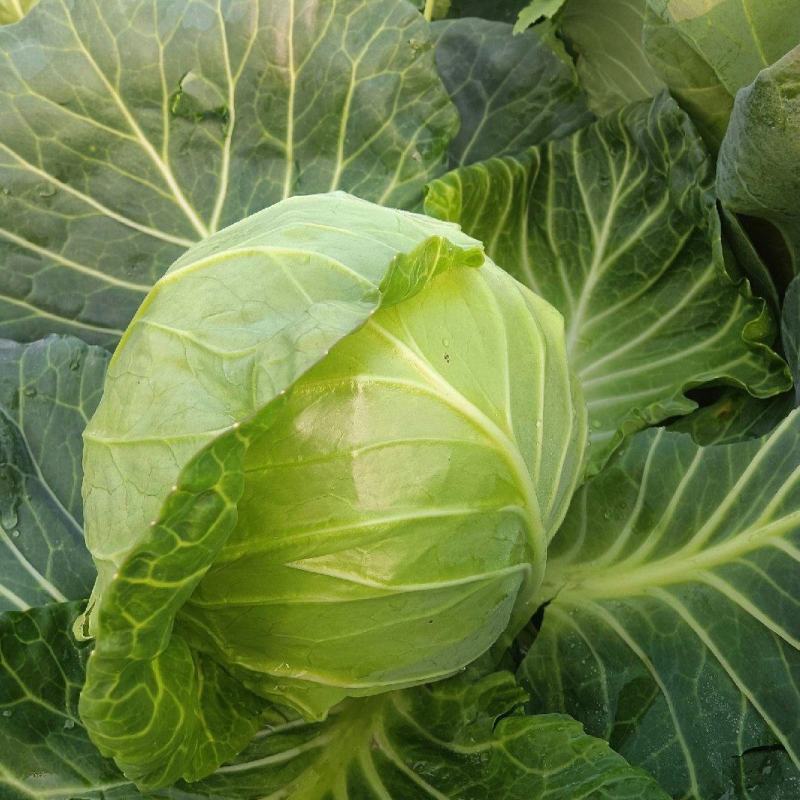 甘蓝湖北精品甘蓝圆包菜产地直发货源充足保质保量