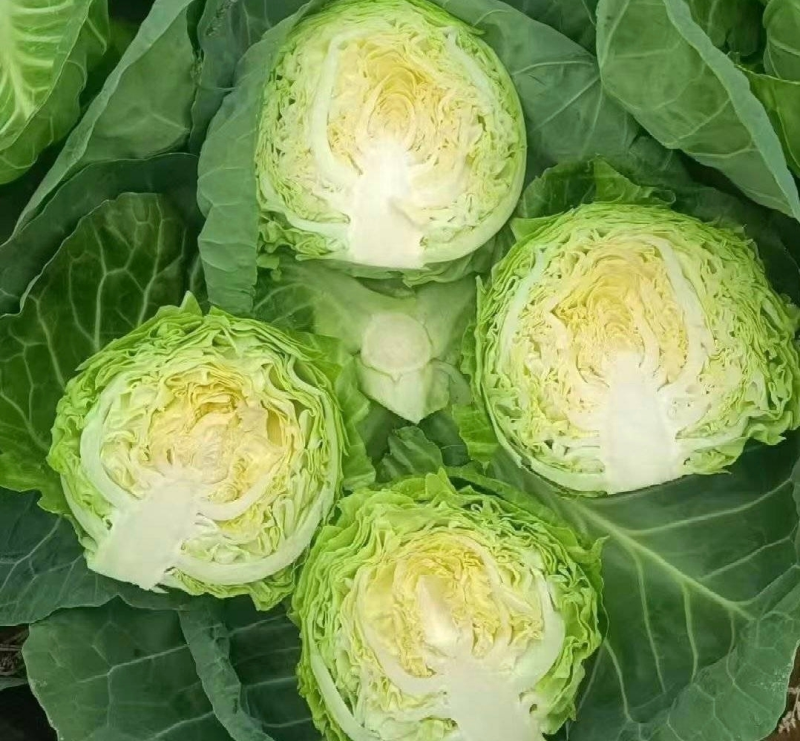 甘蓝湖北精品甘蓝圆包菜产地直发货源充足保质保量