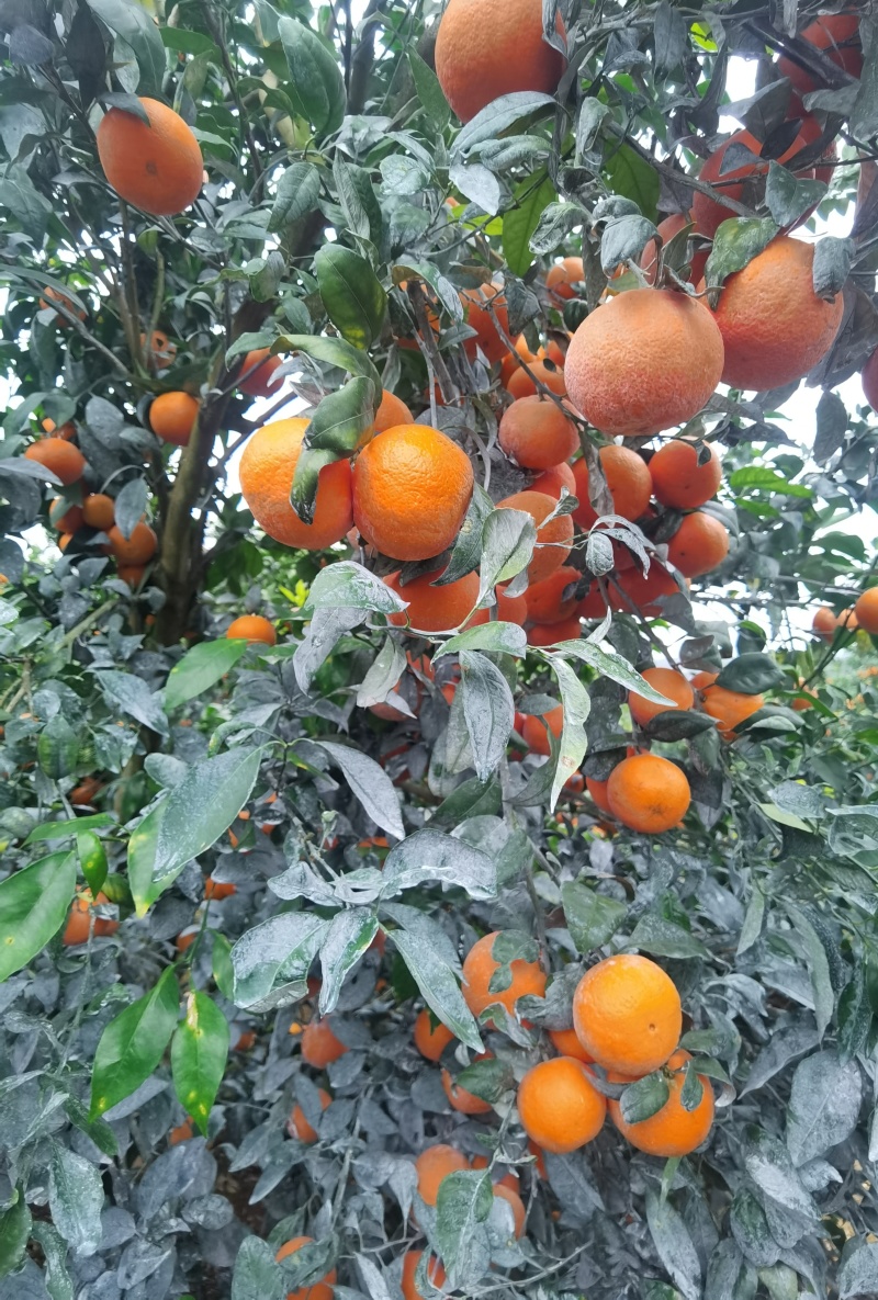 091无核沃柑，产地直发，电视，市场，社区团购落地配等。