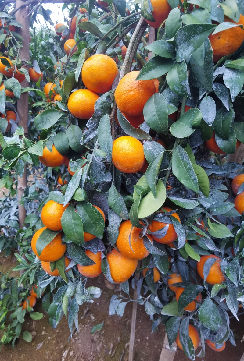 091无核沃柑，产地直发，电视，市场，社区团购落地配等。