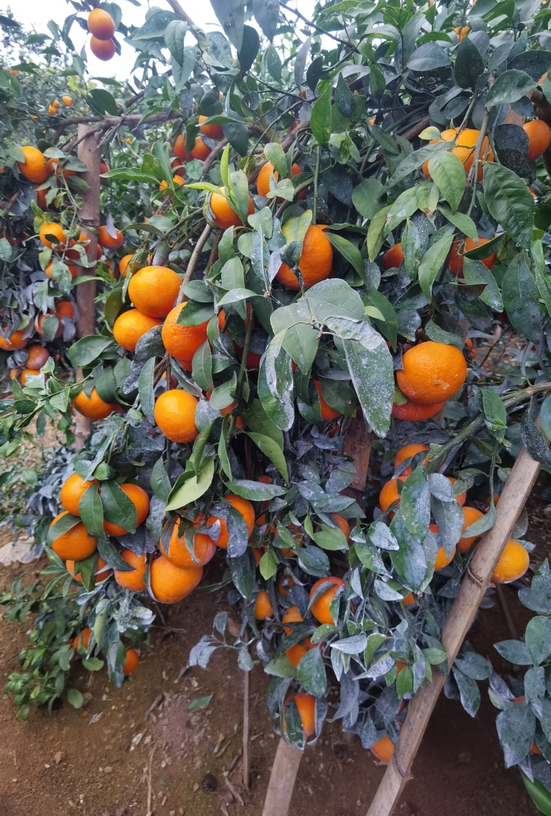 091无核沃柑，产地直发，电视，市场，社区团购落地配等。