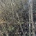 核桃树苗