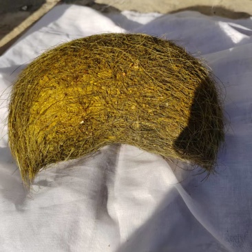 我这里有个猪宝，有意私聊，价格细谈