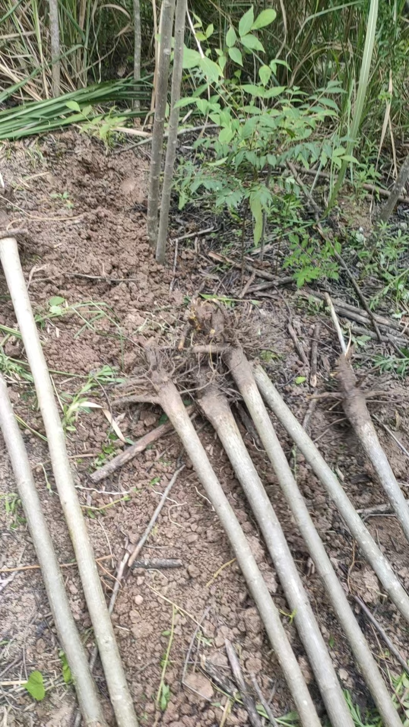 核桃树苗