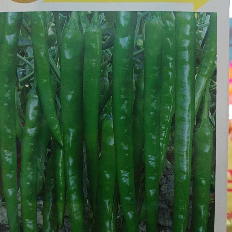 线椒种籽豫品268，1000粒/袋角长顺直青果绿色