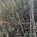 核桃树苗