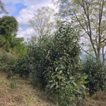 普洱茶