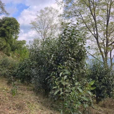 普洱茶