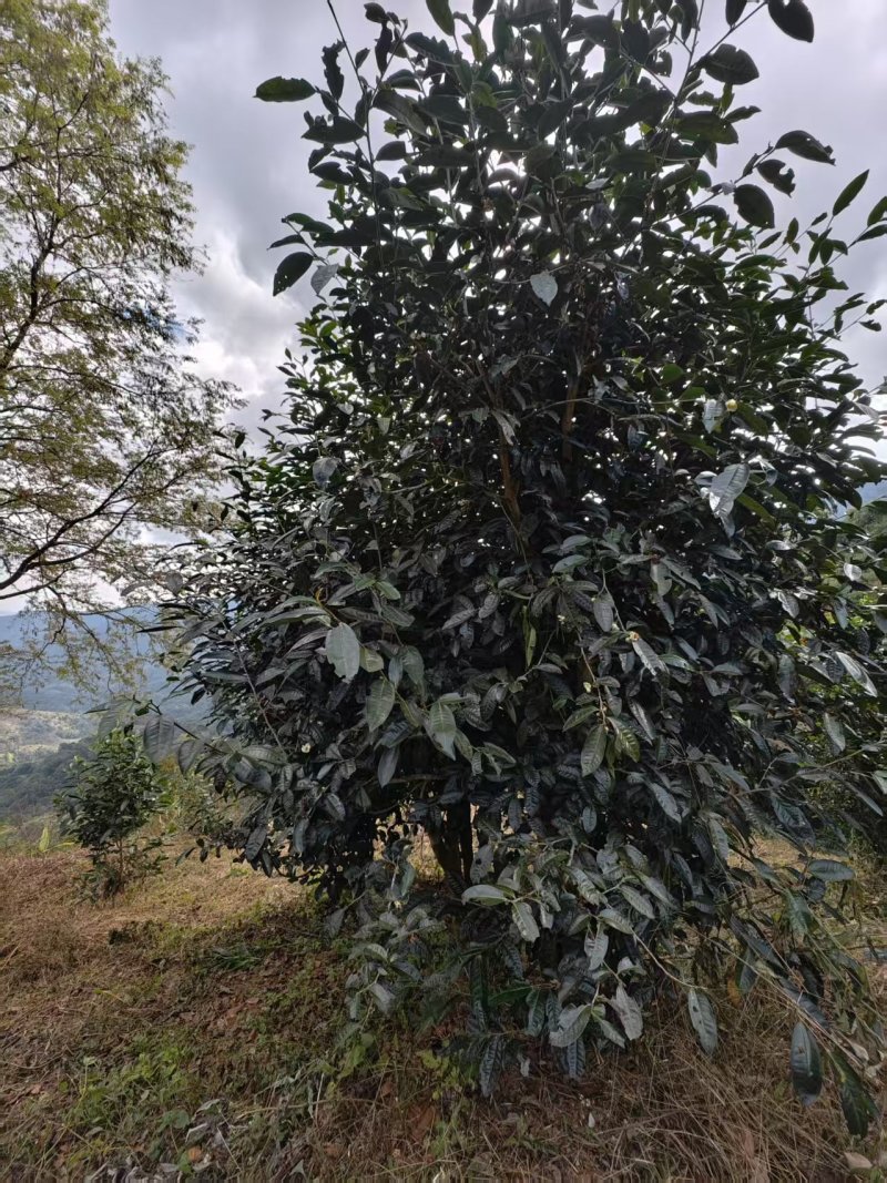 普洱茶