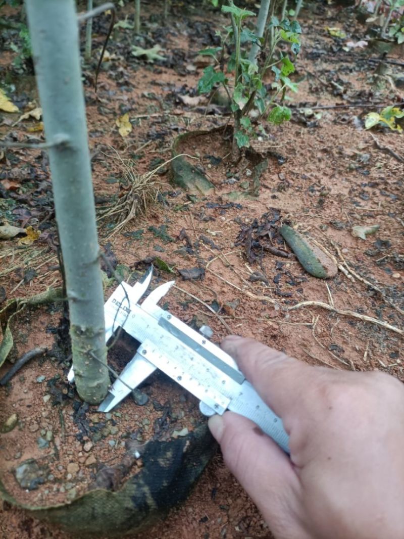 地径1.5公分以上枫香杯苗