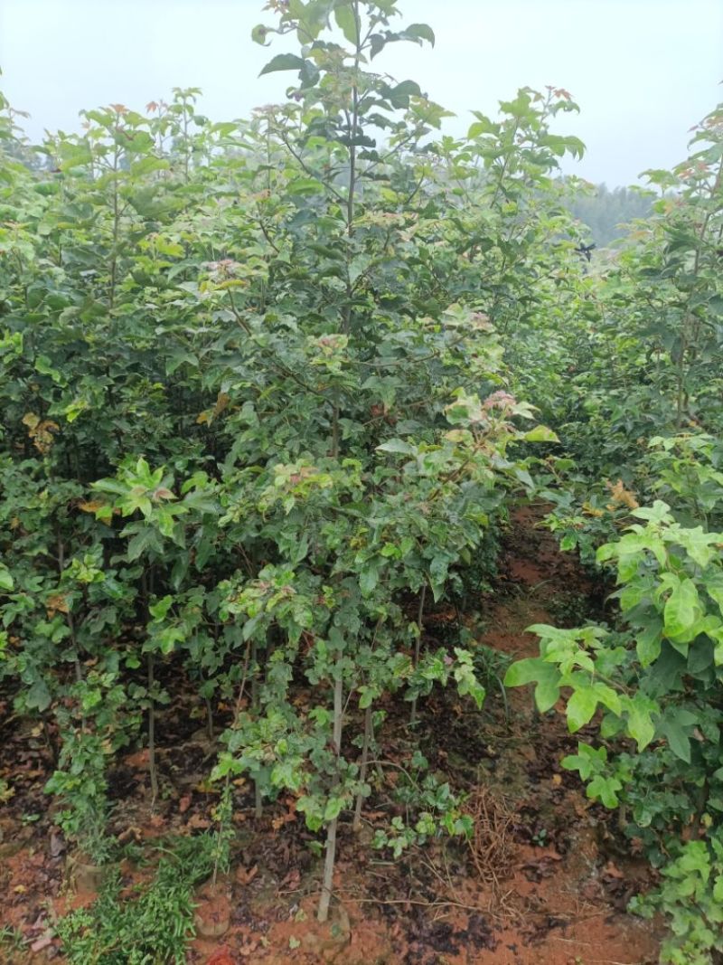 地径1.5公分以上枫香杯苗
