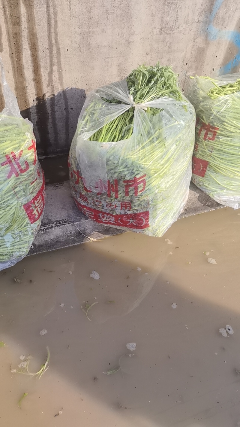 湖北阳新东润湖蒿合作社藜蒿净蒿芦篙