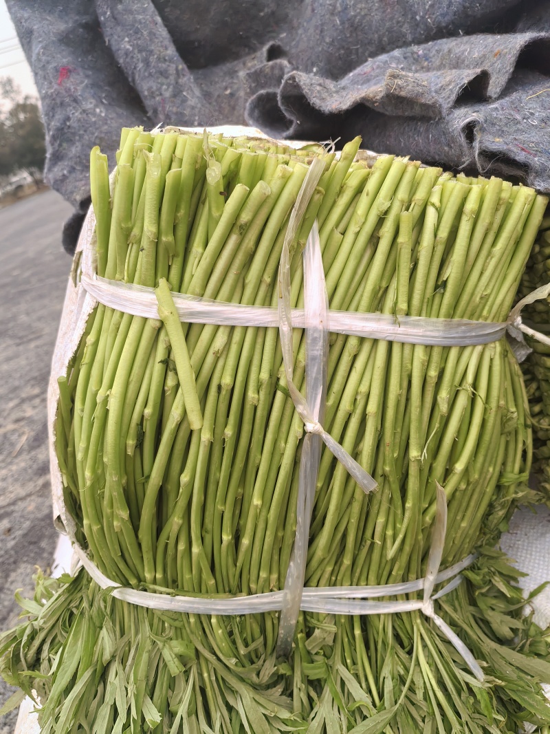 湖北阳新东润湖蒿合作社藜蒿净蒿芦篙