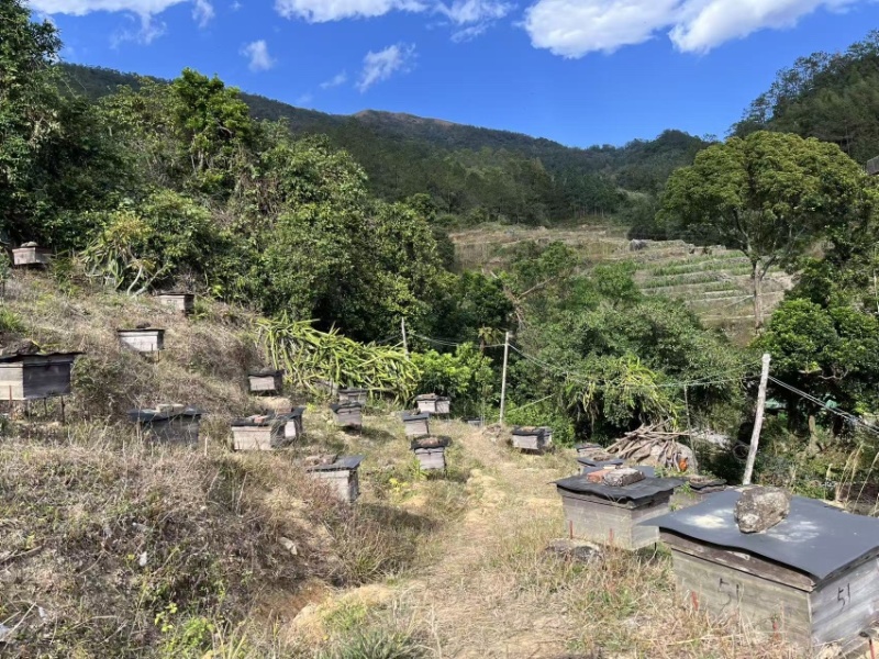 鸭脚木农家蜂蜜，产地直发，价格便宜，欢迎采购