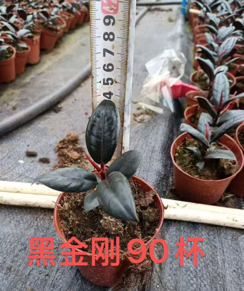 90杯黑金刚