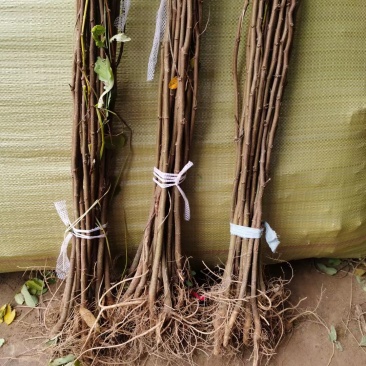 川姐自家苗圃刺槐，紫穗槐及杯苗，基地各种规格自产自销。