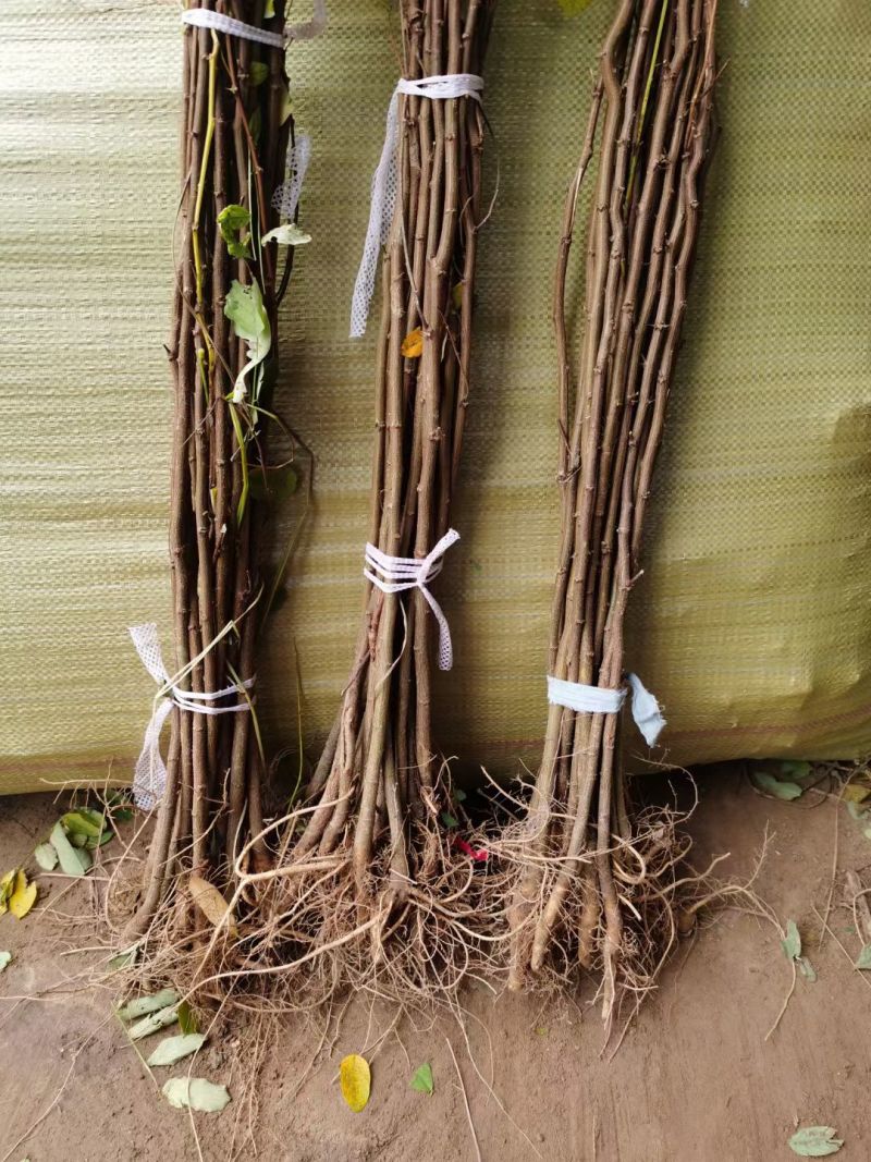 川姐自家苗圃刺槐，紫穗槐及杯苗，基地各种规格自产自销。