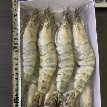 越南黑虎虾，多种规格山东腾惠将成为更多客户的选择