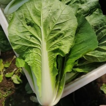 南通蔬菜基地直发新鲜采摘的杭白菜，小白菜