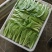 南通蔬菜基地直发新鲜采摘的杭白菜，小白菜