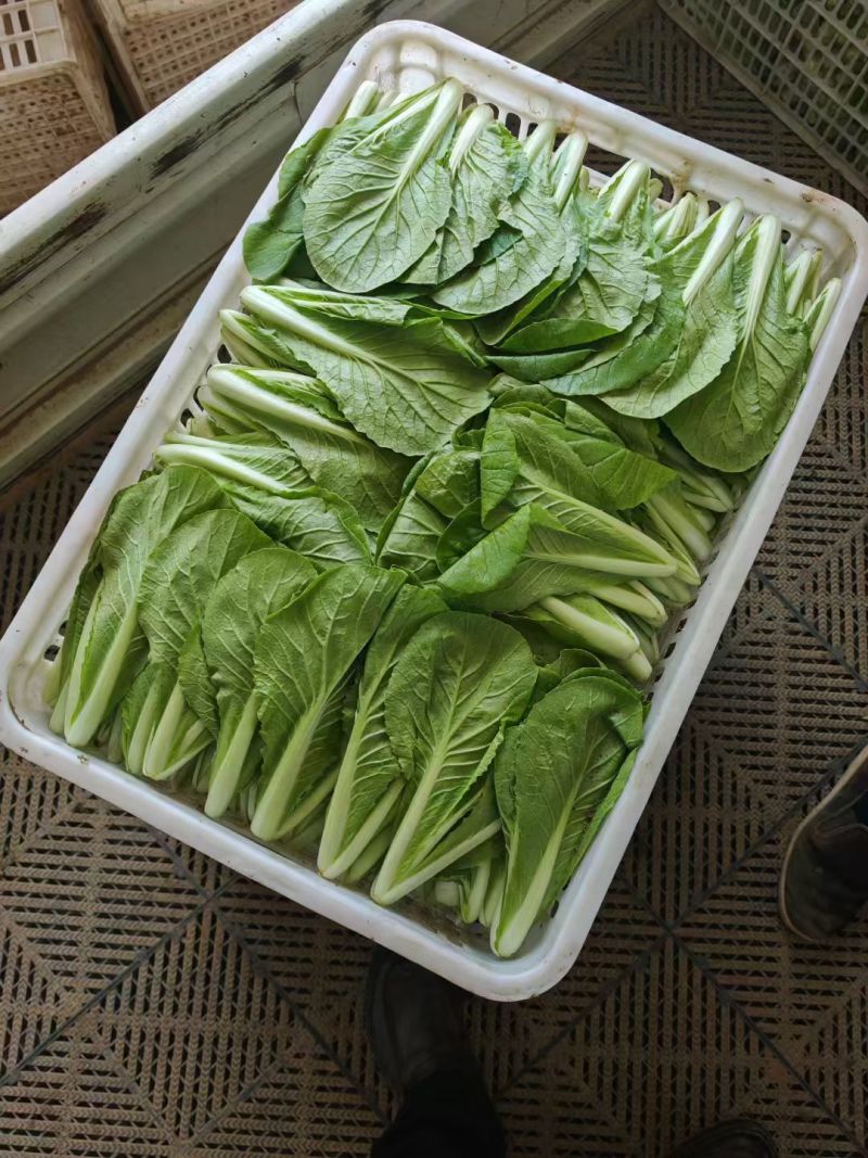 南通蔬菜基地直发新鲜采摘的杭白菜，小白菜