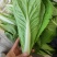 南通蔬菜基地直发新鲜采摘的杭白菜，小白菜