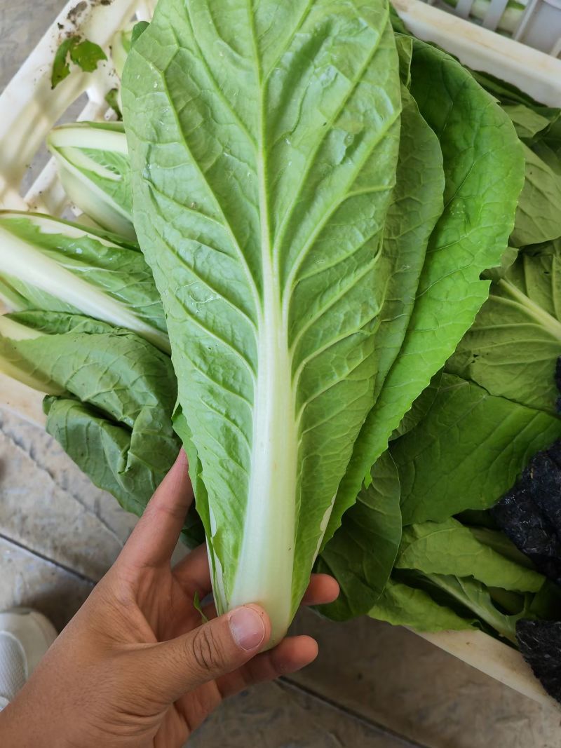 南通蔬菜基地直发新鲜采摘的杭白菜，小白菜