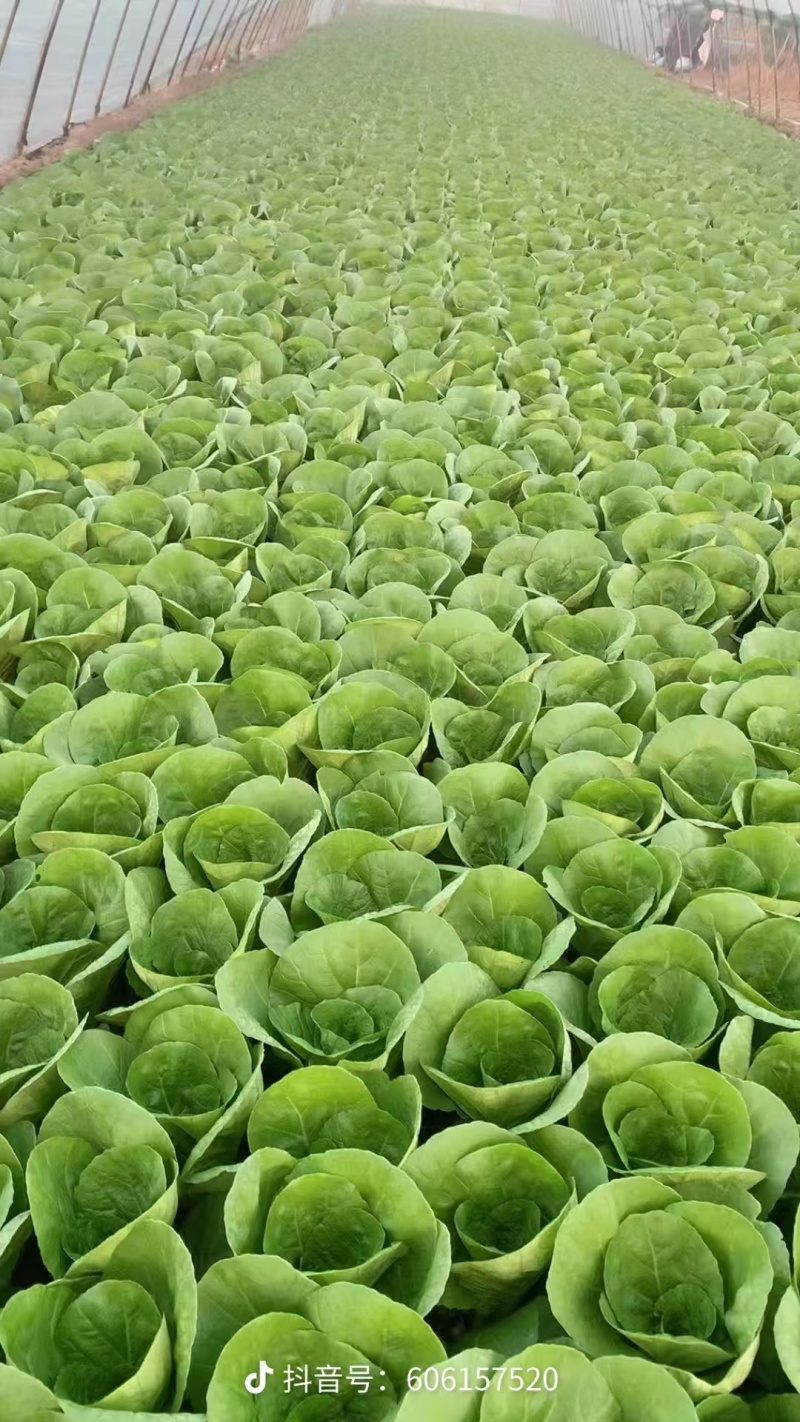 南通蔬菜基地直发新鲜采摘的杭白菜，小白菜