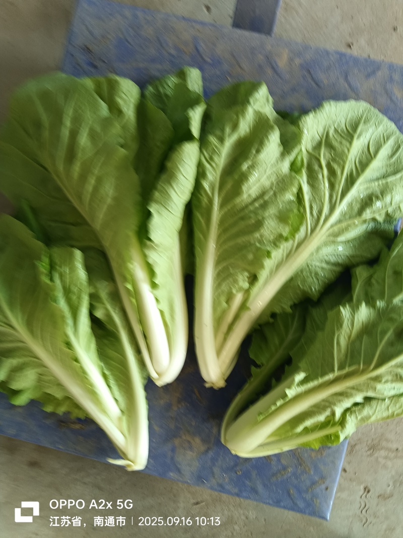 南通蔬菜基地直发新鲜采摘的杭白菜，小白菜