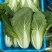 南通蔬菜基地直发新鲜采摘的杭白菜，小白菜