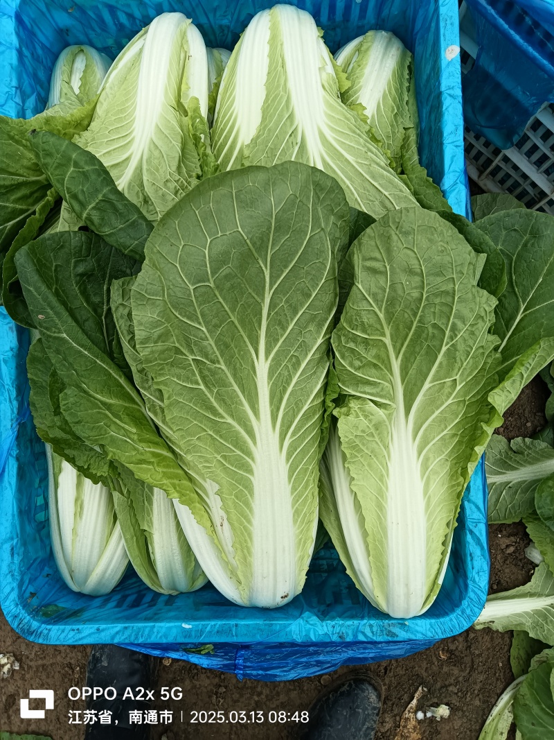 南通蔬菜基地直发新鲜采摘的杭白菜，小白菜