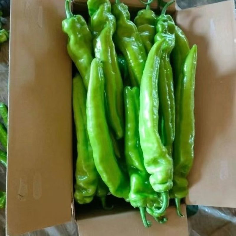 青辣椒黄皮椒产地直供一手货源品质保证量大价优