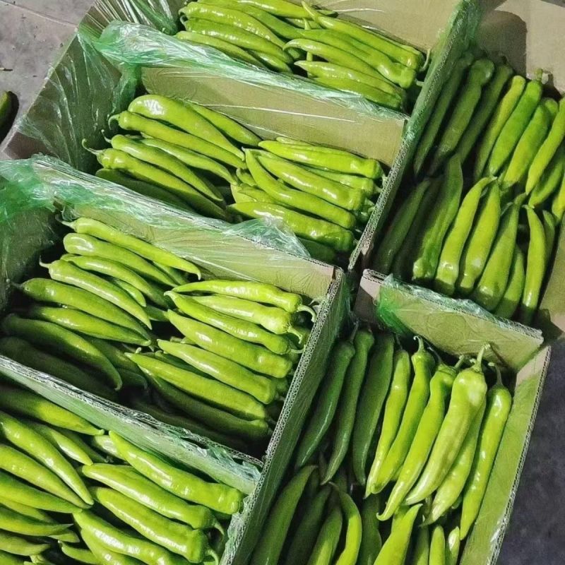 青辣椒黄皮椒产地直供一手货源品质保证量大价优