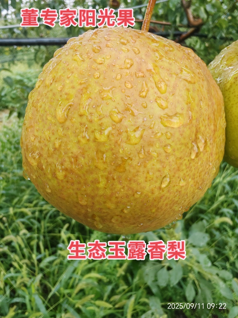 董专家阳光果-树上熟生态玉露香梨大量有货，货源充足