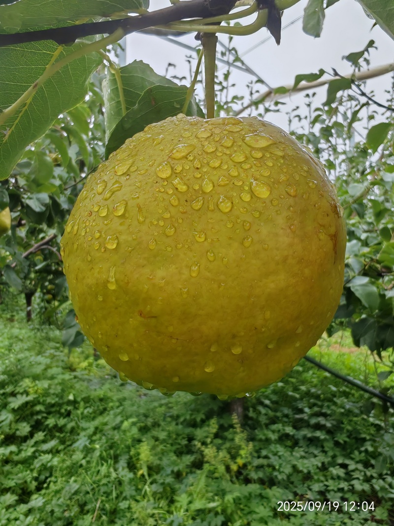 董专家阳光果-树上熟生态玉露香梨大量有货，货源充足