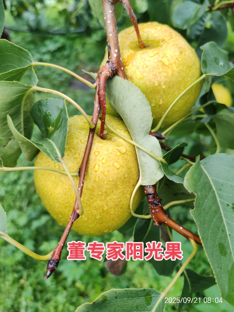 董专家阳光果-树上熟生态玉露香梨大量有货，货源充足