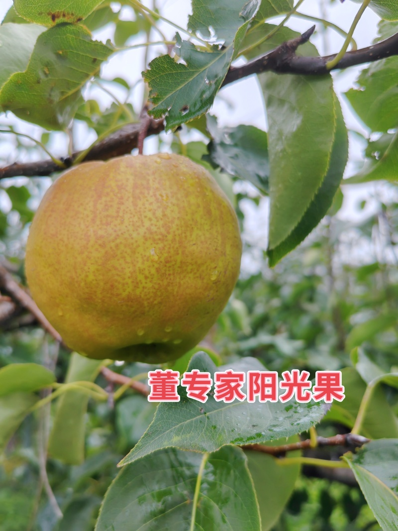 董专家阳光果-树上熟生态玉露香梨大量有货，货源充足